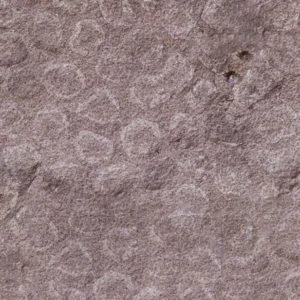 RED SHELL — Sienos